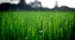 What are the benefits of natural lawn?