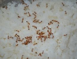 Signs That You Have A Home Infestation